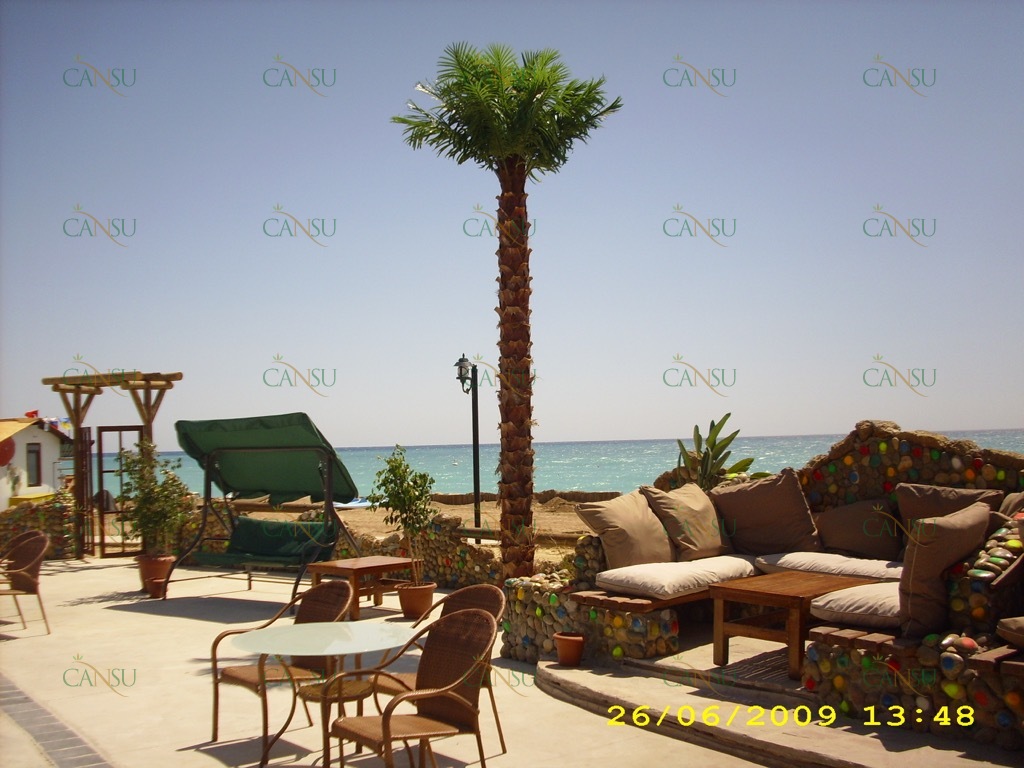 Palmiye, Palmiye Ağacı, Yapay Palmiye, Şoklanmış Palmiye, Yapay Palmiye Ağacı, Şoklanmış Palmiye Ağacı