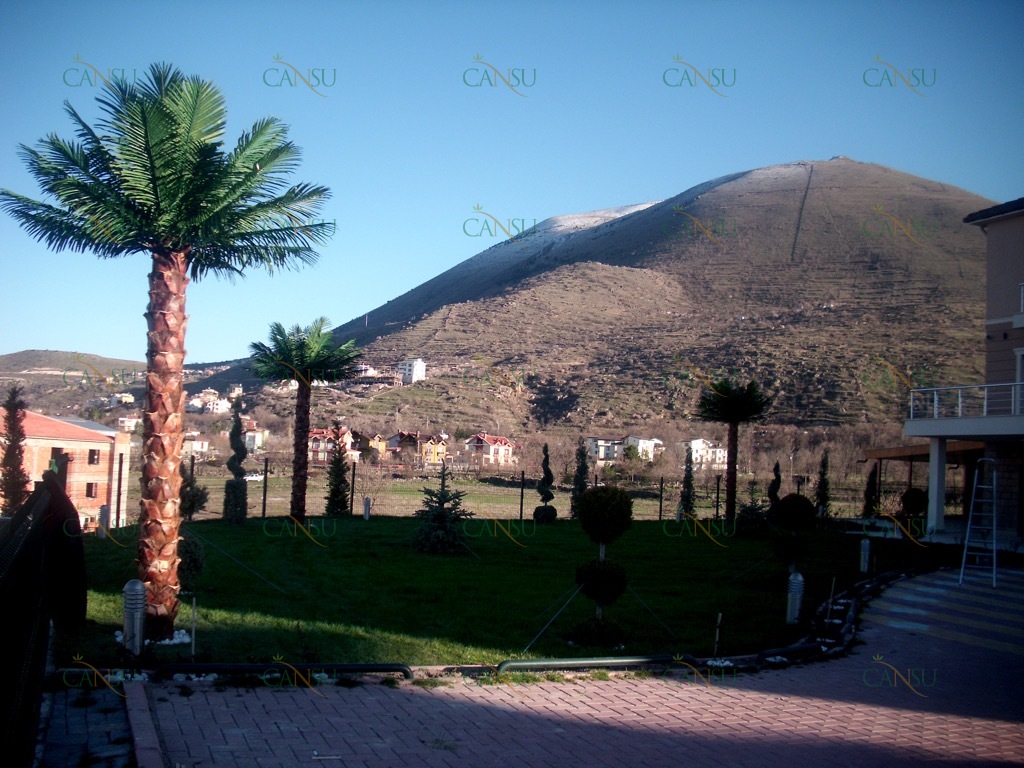 Palmiye, Palmiye Ağacı, Yapay Palmiye, Şoklanmış Palmiye, Yapay Palmiye Ağacı, Şoklanmış Palmiye Ağacı