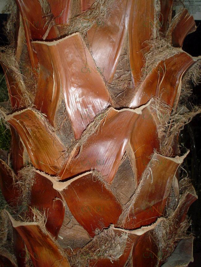 Palmiye, Palmiye Ağacı, Yapay Palmiye, Şoklanmış Palmiye, Yapay Palmiye Ağacı, Şoklanmış Palmiye Ağacı