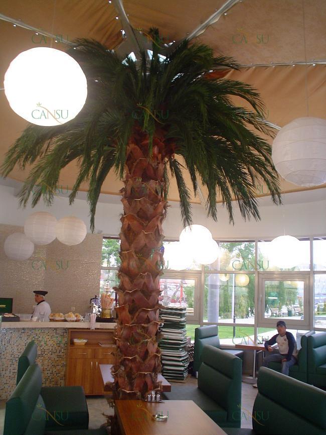 Palmiye, Palmiye Ağacı, Yapay Palmiye, Şoklanmış Palmiye, Yapay Palmiye Ağacı, Şoklanmış Palmiye Ağacı