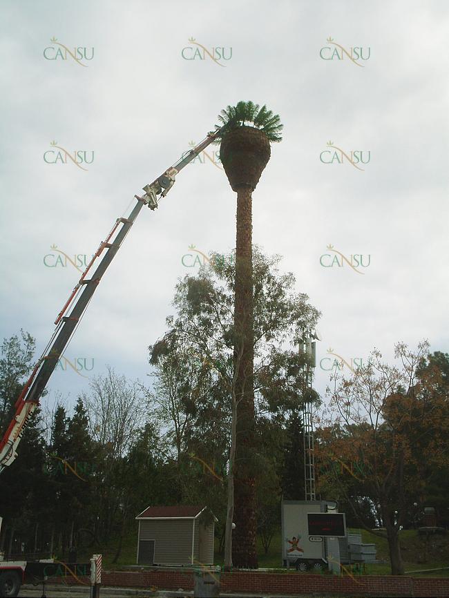 Palmiye, Palmiye Ağacı, Yapay Palmiye, Şoklanmış Palmiye, Yapay Palmiye Ağacı, Şoklanmış Palmiye Ağacı