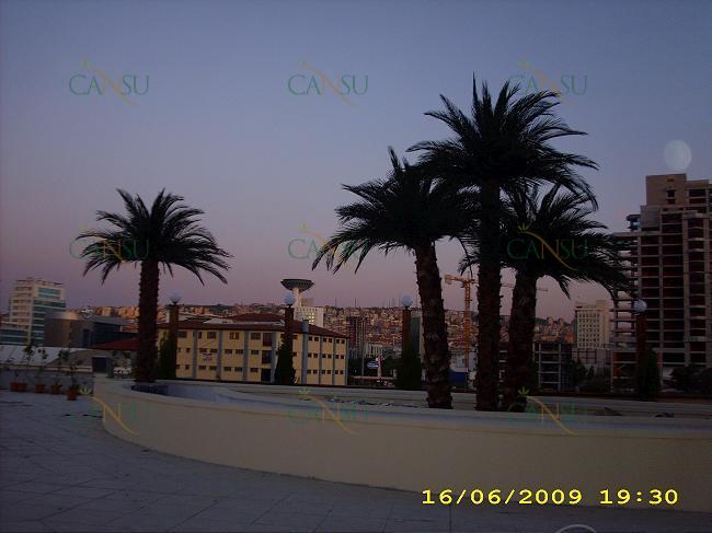 Palmiye, Palmiye Ağacı, Yapay Palmiye, Şoklanmış Palmiye, Yapay Palmiye Ağacı, Şoklanmış Palmiye Ağacı