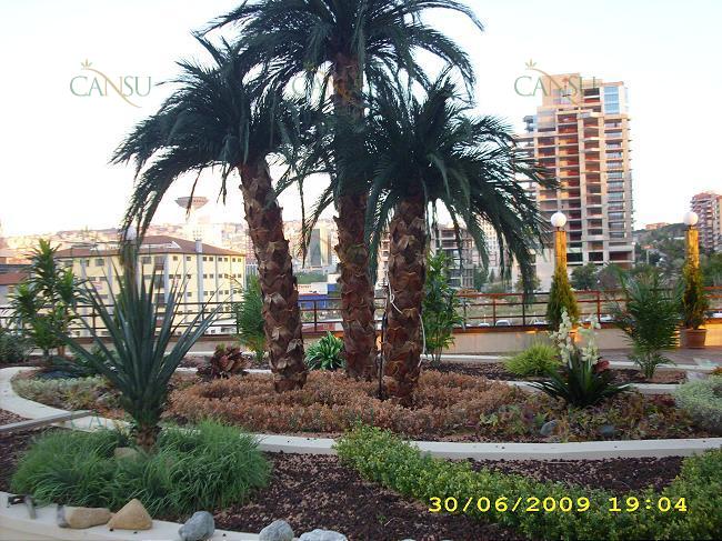 Palmiye, Palmiye Ağacı, Yapay Palmiye, Şoklanmış Palmiye, Yapay Palmiye Ağacı, Şoklanmış Palmiye Ağacı