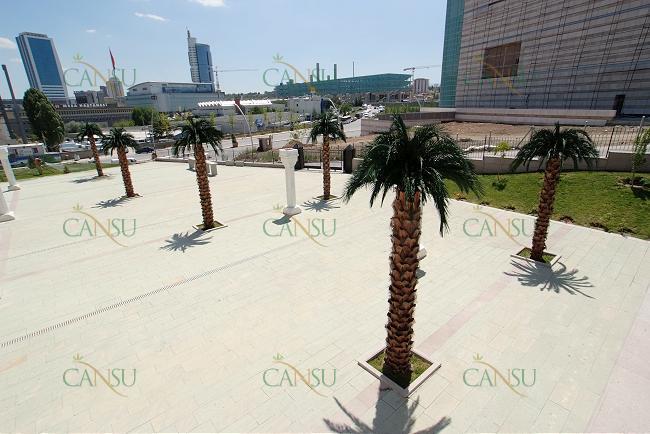 Palmiye, Palmiye Ağacı, Yapay Palmiye, Şoklanmış Palmiye, Yapay Palmiye Ağacı, Şoklanmış Palmiye Ağacı