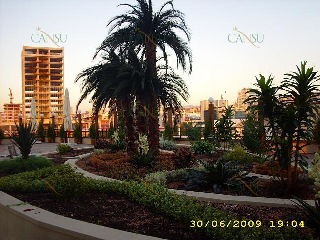 Palmiye, Palmiye Ağacı, Yapay Palmiye, Şoklanmış Palmiye, Yapay Palmiye Ağacı, Şoklanmış Palmiye Ağacı